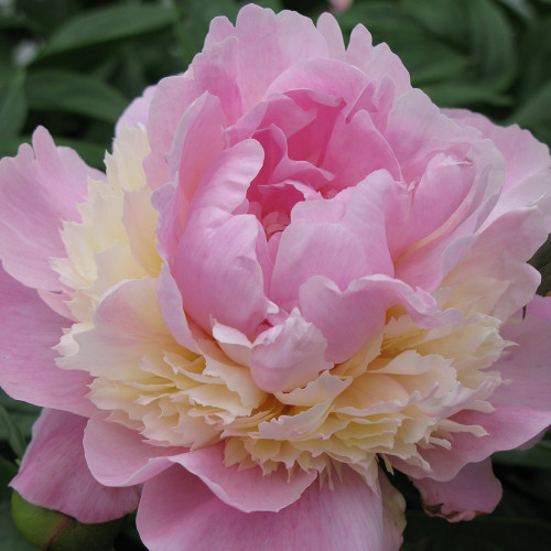 Paeonia 'Sorbet'