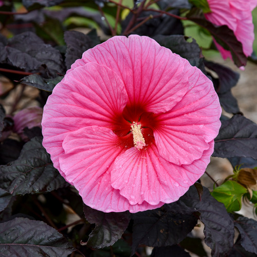 Hibiscus 'Edge of Night'