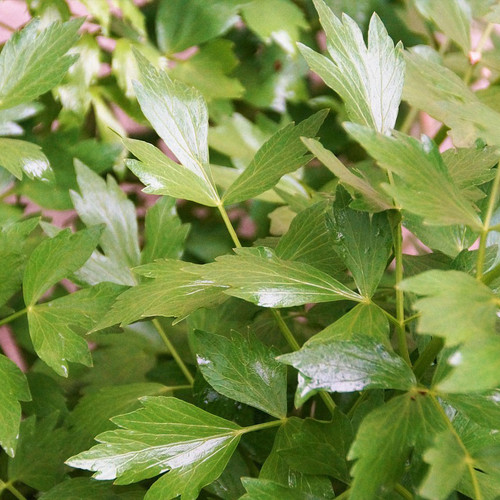 Levisticum officinale