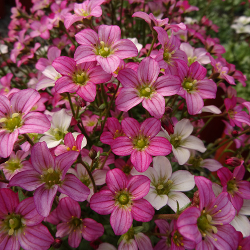 Saxifraga x arendsii 'Touran Pink'