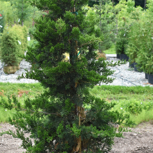 Juniperus virginiana 'Emerald Sentinel'