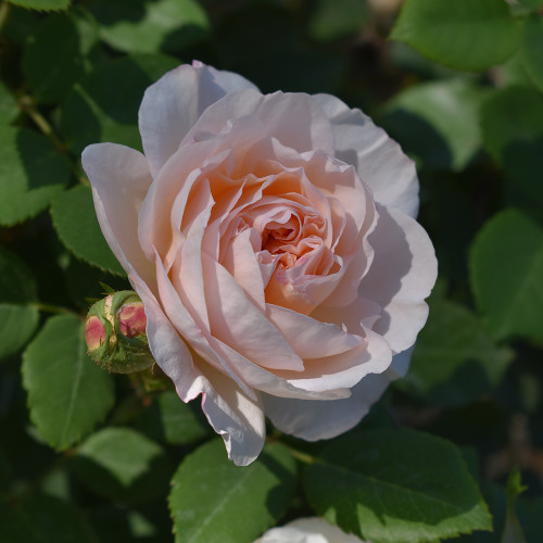 Rosa 'The Lady Gardener'
