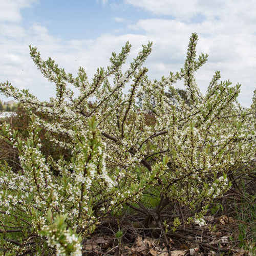 Prunus pumila 'Jade Parade'