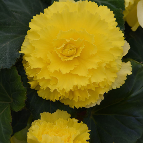 Begonia tuberosa 'AmeriHybrid Ruffled Yellow'