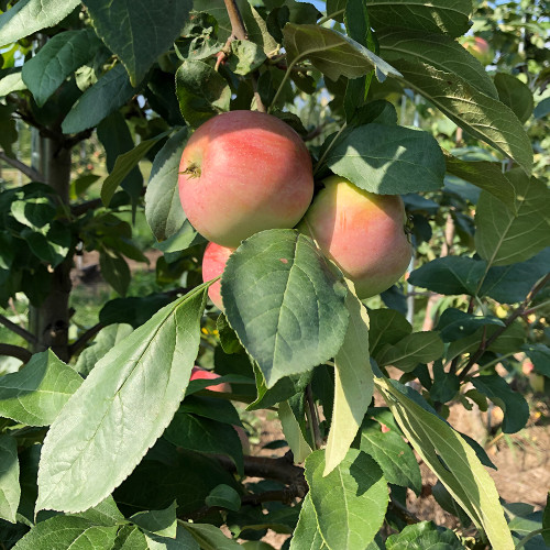 Malus domestica 'Zestar'