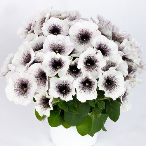 Petunia 'Crazytunia Black & White'