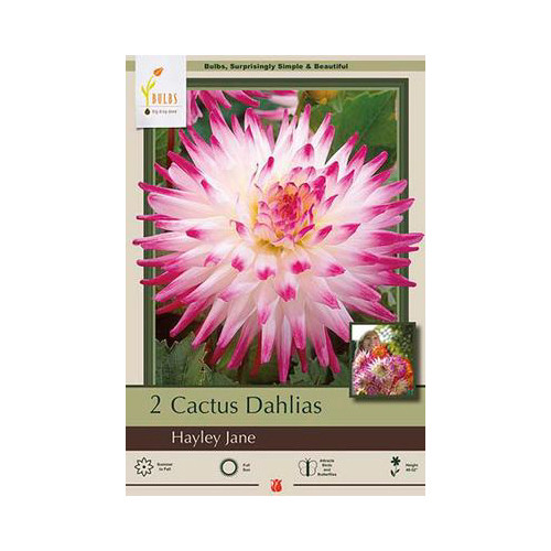 Dahlia 'Hayley Jane'