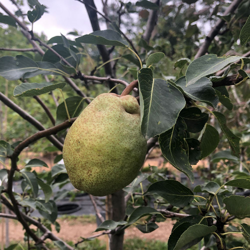 Pyrus communis 'Luscious'