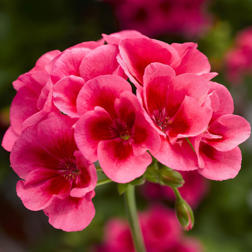 Geranium 'Moxie! Deep Rose Mega Splash'