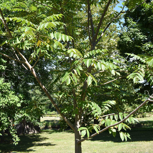 Juglans cinerea