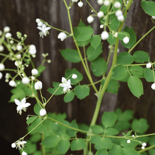 Thalictrum delavayi