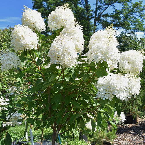 Hydrangea paniculata 'Phantom' (Treeform)