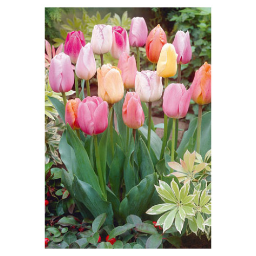 Tulip 'Easter Joy Mixture'