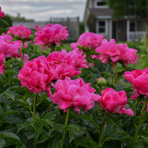 Paeonia 'Paula Fay'