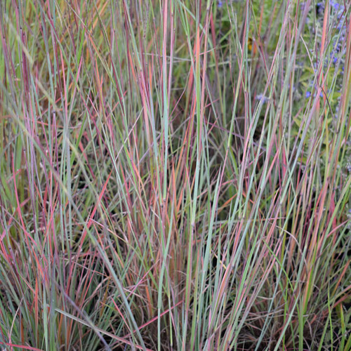 Schizachyrium scoparium