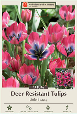 Tulip 'Little Beauty'