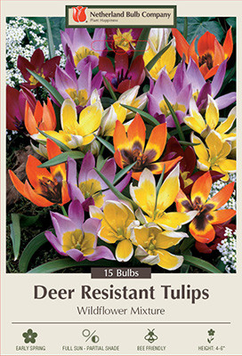 Tulip 'Wildflower Mixture'