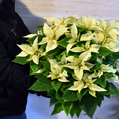 Poinsettia, White