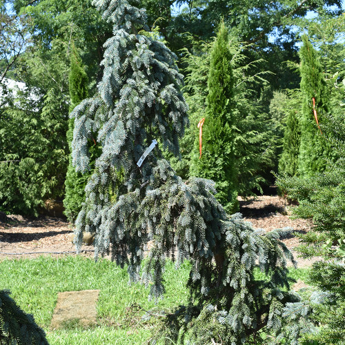 Picea pungens glauca 'Pendula'