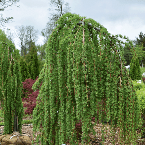 Larix decidua 'Pendula'