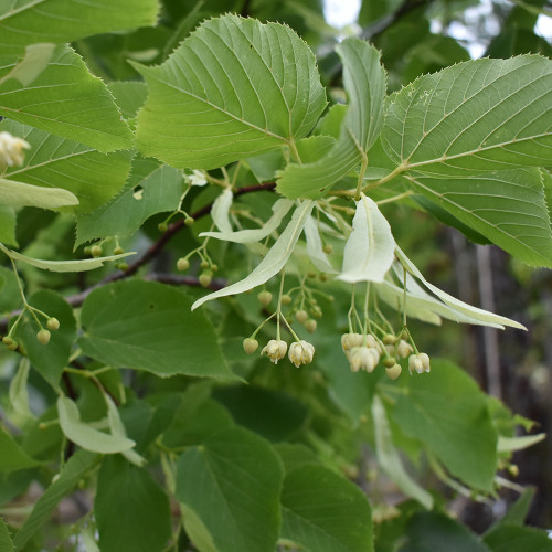 Tilia americana