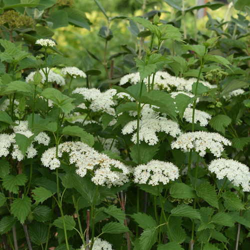 Viburnum dentatum 'Red Feather'