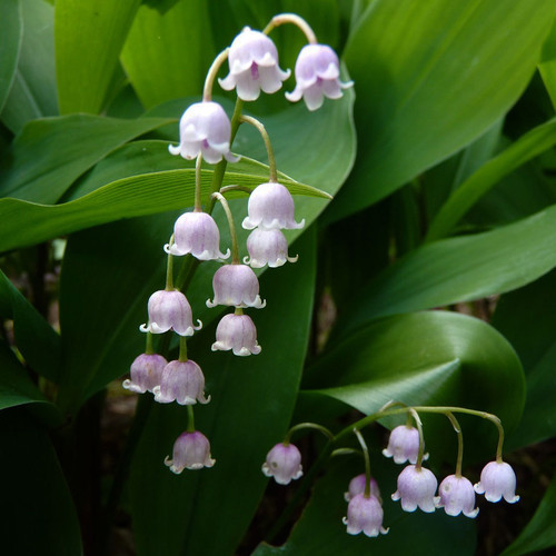 Convallaria majalis 'Rosea'