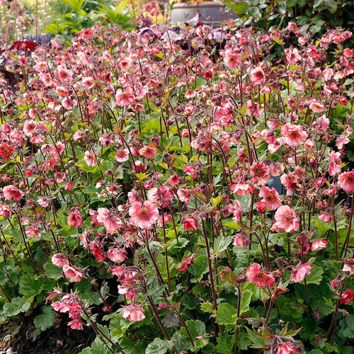 Geum 'Tempo Rose'