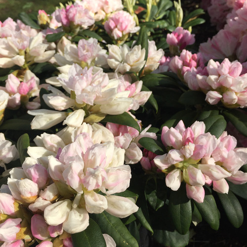 Rhododendron 'Yaku Princess'