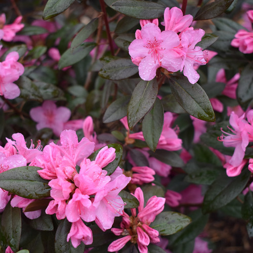 Rhododendron 'Aglo'