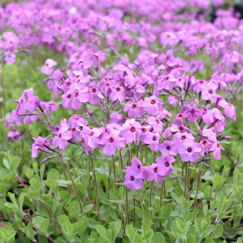 Phlox stolonifera 'Pink Ridge'
