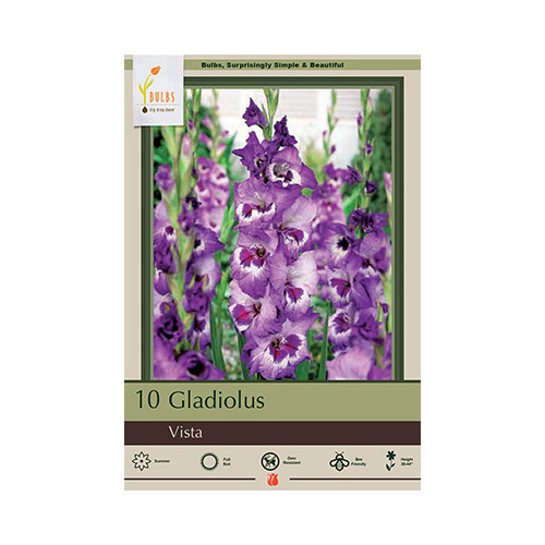 Gladiolus 'Vista'