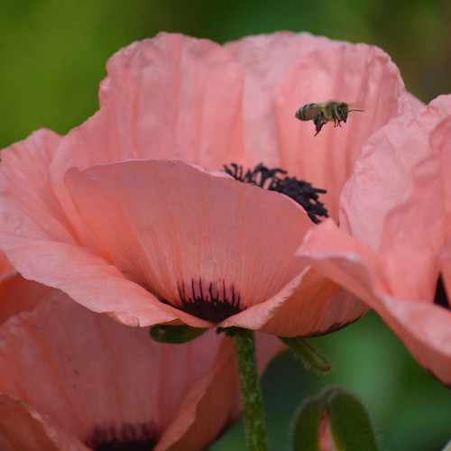 Papaver orientale 'Queen Alexandra'