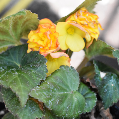 Begonia x hybrida 'Nonstop Fire'