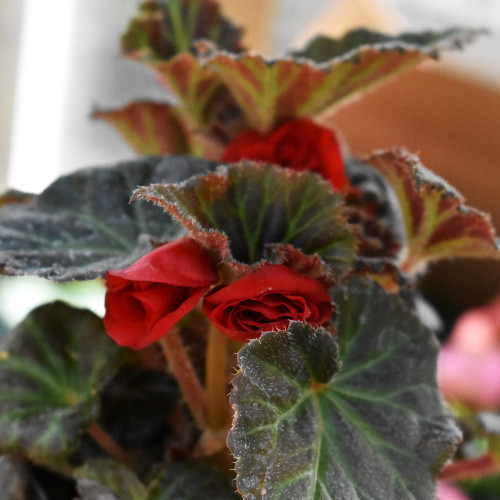 Begonia x hybrida 'Nonstop Mocca Deep Red'