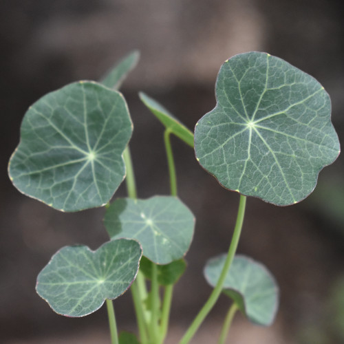 Nasturtium 'Baby Rose' Horsford Gardens and Nursery