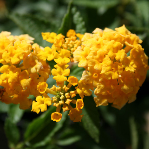 Lantana x 'New Gold'