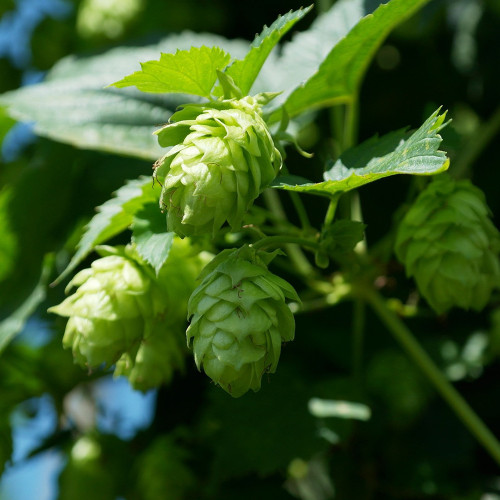 Humulus lupulus 'Saaz'