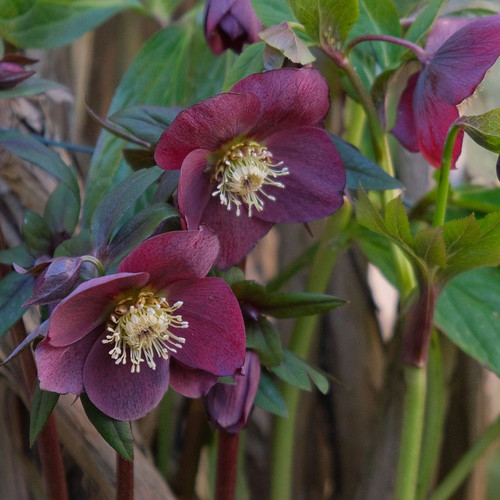 Helleborus 'Rome in Red' Helleborus 'Rome in Red'