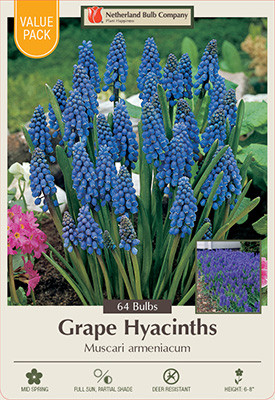 Muscari armeniacum
