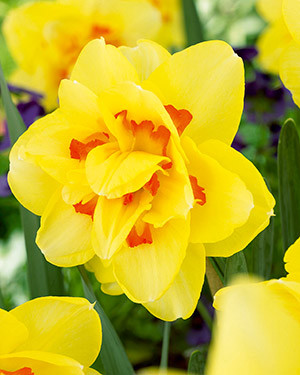 Narcissus 'Tahiti'