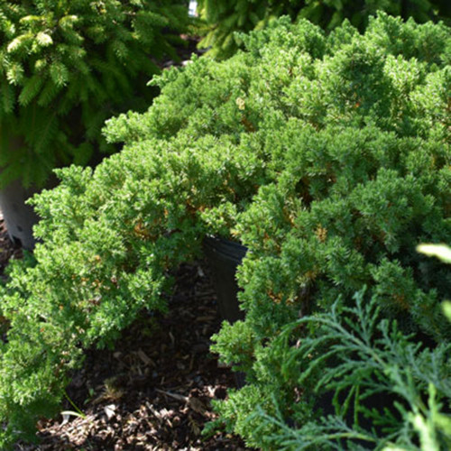 Juniperus procumbens 'Nana'