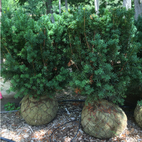 Taxus x media 'Hicksii'