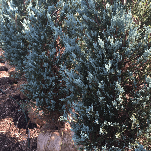 Juniperus scopulorum 'Moonglow'