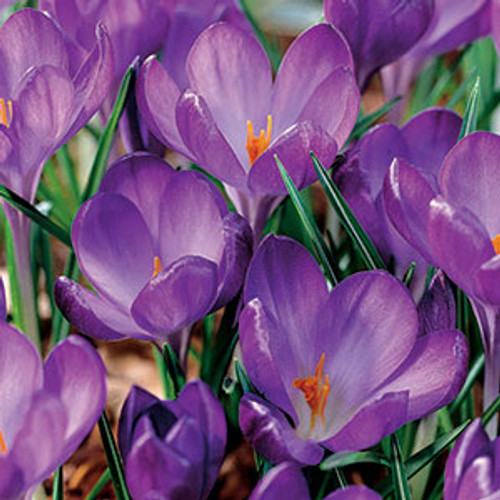 Crocus 'Ruby Giant'