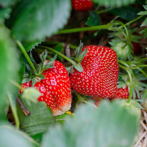 Fragaria 'Ozark Beauty'