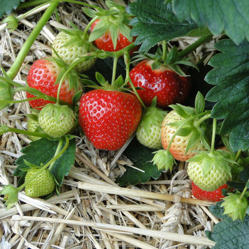 Fragaria 'Quinault'