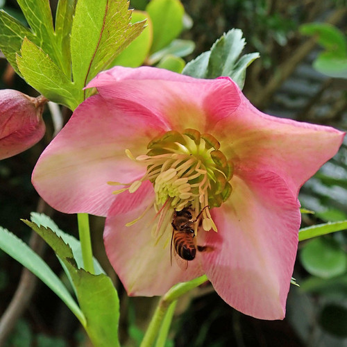 Helleborus 'Walberton's Rosemary'