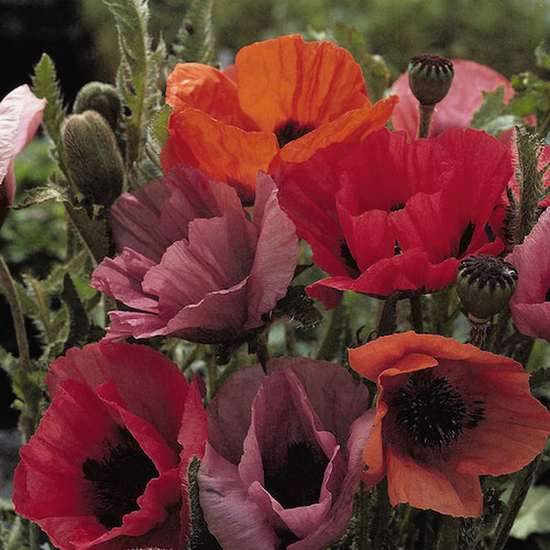 Papaver orientale 'Fruit Punch'