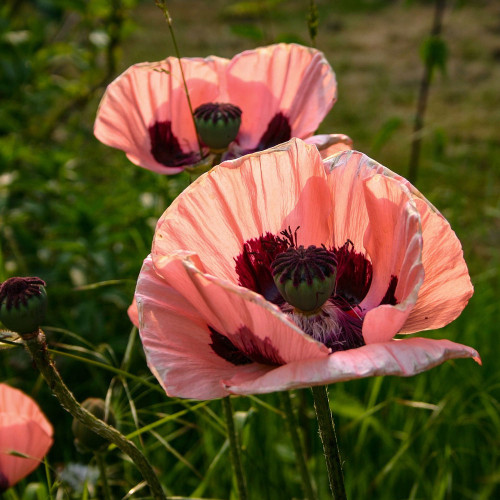 Papaver orientale 'Princess Victoria Louise'